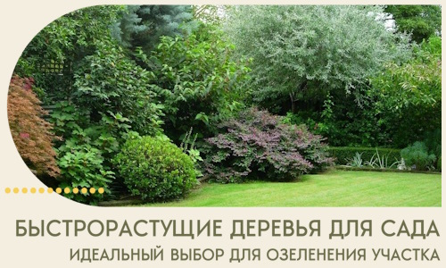 Быстрорастущие деревья для сада идеальный выбор в Североуральске